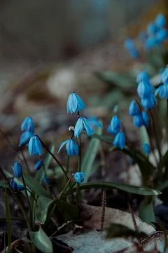 Blue snowdrop flowers in early spring in the forest Stock Photos