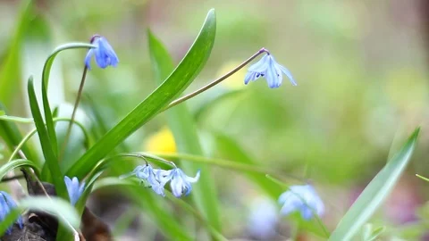 Blue snowdrop Stock Footage 127244244