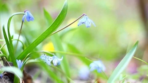 Blue snowdrop Video stock 127244295