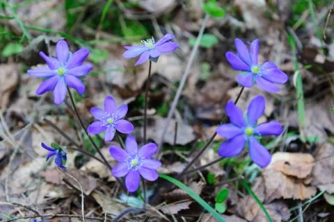 Blue snowdrop Stock Photos