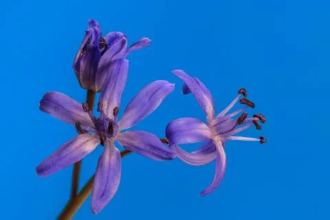 Blue snowdrop Stock Photos