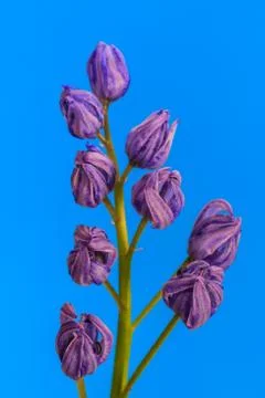 Blue snowdrop Stock Photos