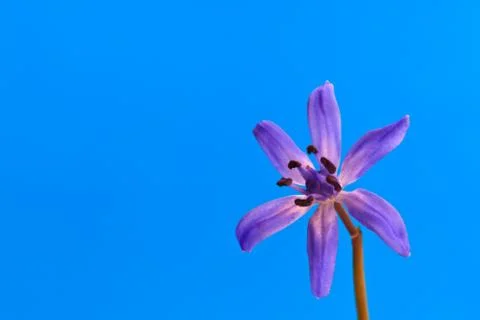 Blue snowdrop Stock Photos