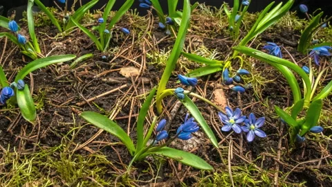 Blue snowdrop in spring Stock Footage 151415358