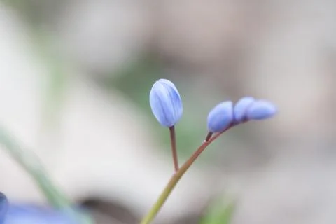 Blue snowdrop in spring forest on background Stock Photos