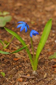 Blue snowdrop spring Stock Photos