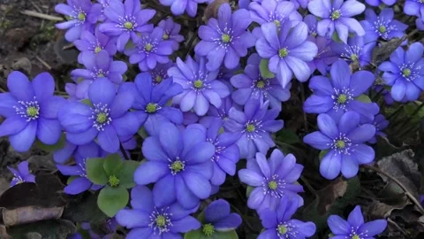 Blue snowdrop, spring primroses sway Stock Footage 239379825