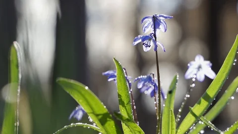 Blue snowdrops after the rain. Delicate flowers in drops of water Stock Footage 129357667
