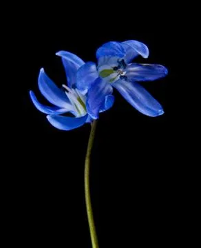 Blue snowdrops on a black background Stock Photos