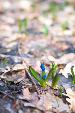 Blue snowdrops , close-up. the first spring flowers in the forest in March. b Stock Photos