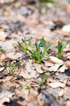 Blue snowdrops , close-up. the first spring flowers in the forest in March. b Stock Photos
