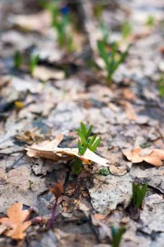 Blue snowdrops , close-up. the first spring flowers in the forest in March. b Stock Photos