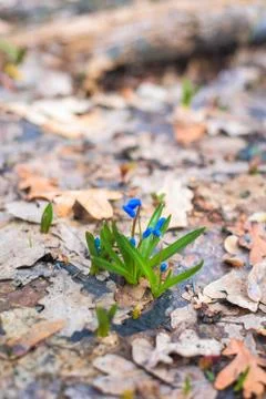 Blue snowdrops , close-up. the first spring flowers in the forest in March. b Foto stock