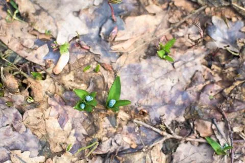 Blue snowdrops , close-up. the first spring flowers in the forest in March. b Stock Photos