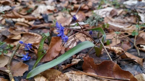 Blue snowdrops close-up in the forest. Stock Footage 160859797