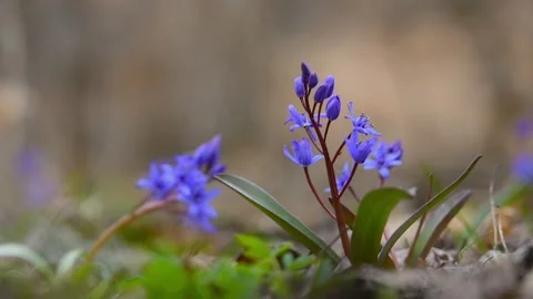 Blue snowdrops close-up in the forest. Stock Footage 165025755