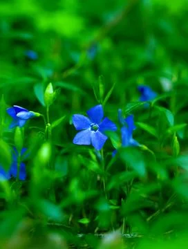 Blue Snowdrops. First Spring Flower. 스톡 사진