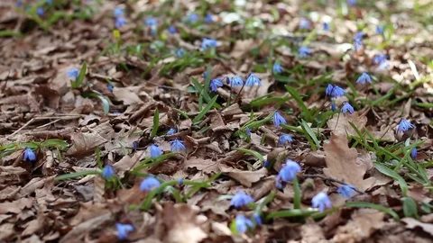 Blue Snowdrops Stock Footage 127131626