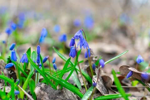 Blue snowdrops in the forest. Close-up. In the background there are trees in Stock-Fotos