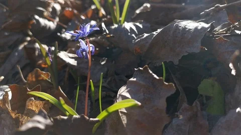 Blue snowdrops in the forest close-up Video stock 125817107