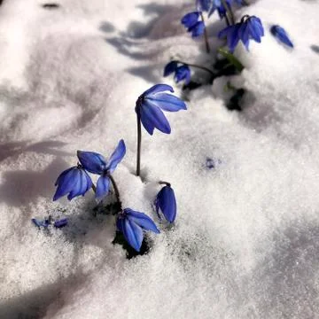 Blue snowdrops grew in spring from under the snow. Stock Photos
