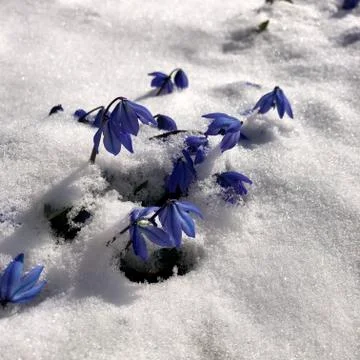 Blue snowdrops grew in spring from under the snow. Stock Photos