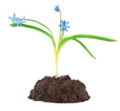 Blue snowdrops isolated Stock Photos