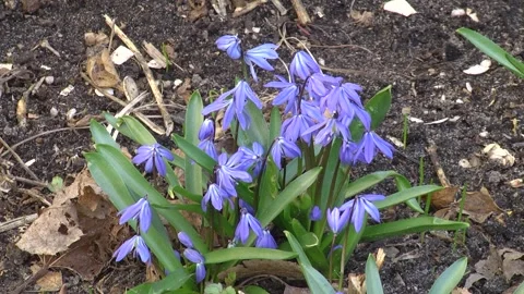 Blue snowdrops lat. Scilla close-up in the forest. Video stock 313443792