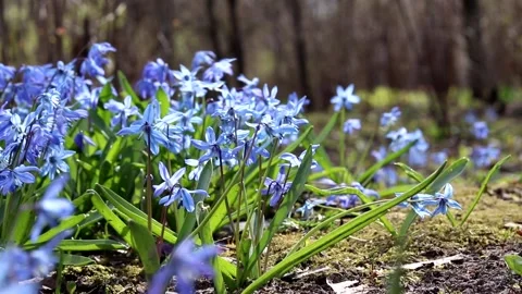Blue snowdrops in the wind. The first spring flowers. Hello spring. Heat. Plants Video stock 150087157