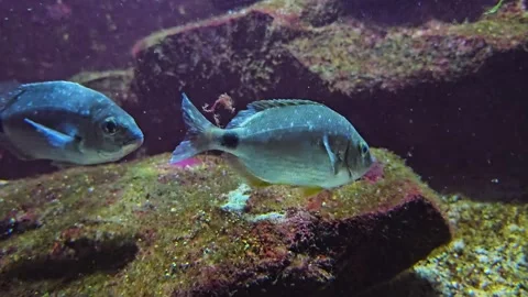  blue sparidae fish  Stock Footage 296847400