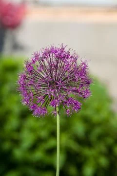 Blue sphere flower Stock Photos