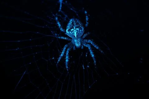Blue spider on web in dark macro close-up, glowing effect Stock Photos