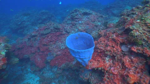 Blue sponge in The Caribbean Video stock 53283663