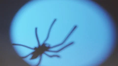 Blue spotlight on straw backdrop with crawling spider shadow Stock-Footage 342520336
