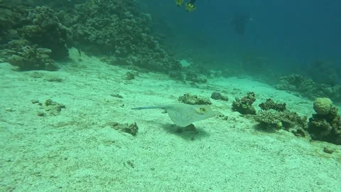 A blue spots stingray during diving Video stock 313074854