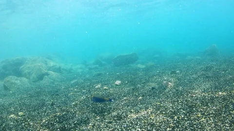 Blue Spotted Boxfish looks back at camera and swims away quickly, 4K Stock Footage 98433766