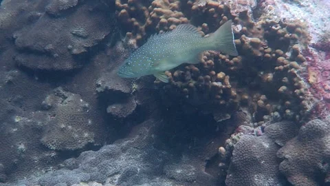 Blue Spotted Coral Cod Grouper Living in Healthy Coral Reef Stock Footage 158984984