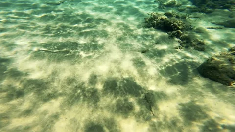 Blue spotted cornet fish in the Red Sea. Vidéo 158565717