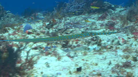 Blue spotted cornetfish Stock Footage 2788851