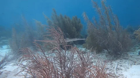 Blue spotted cornetfish swimming through soft corals Stock Footage 105065012