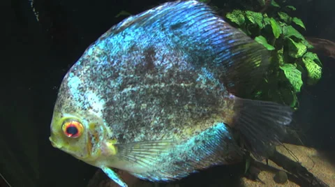 Blue Spotted Discus Fish 스톡 동영상 37868976