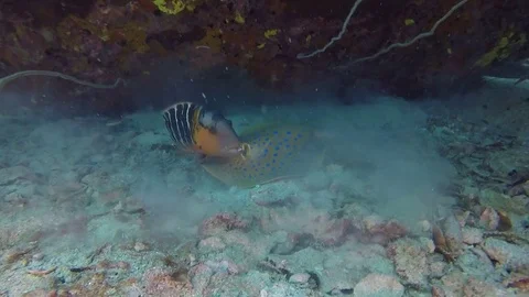 A Blue-spotted fantail ray Stock Footage
