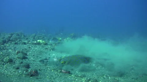 Blue-spotted fantail ray (Taeniura lymna) digging the sand for food Stock-Footage 59221937