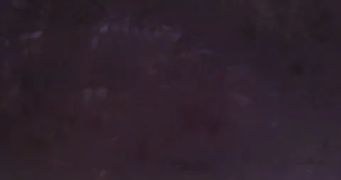 Blue Spotted Goatfish Surrounded by Krill Video stock 331557312