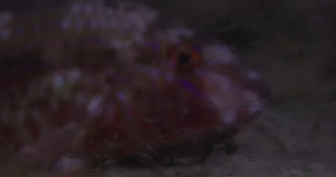 Blue-spotted goatfish, Surrounded By Plankton 8K Vídeos de archivo 331557794