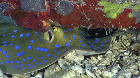 Blue-spotted lagoon ray breathing, Taeniura lymma, HD, UP27567 Stock Footage 62219076