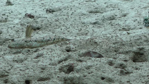 Blue-spotted mudskipper, Malaysia Stock Footage 88548661