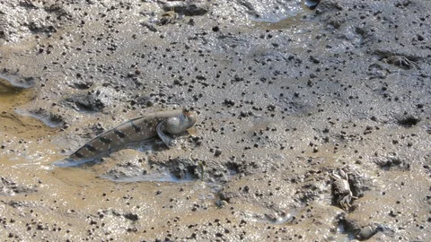 Blue Spotted Mudskipper on mud. Stock Footage 116891721