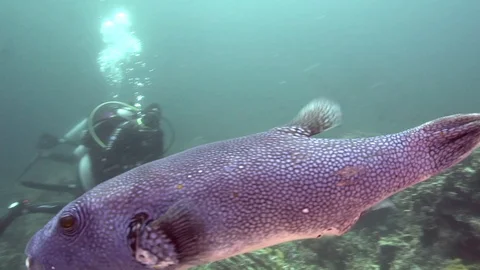 Blue-spotted puffer (Arothron caeruleopunctatus) Stock-Footage 89694451
