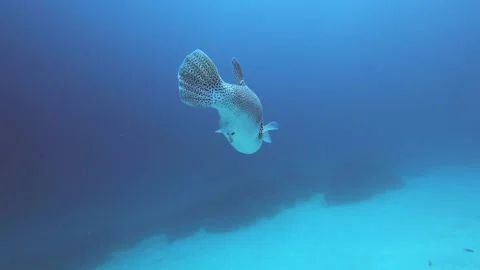 Blue Spotted Puffer Fish Stock Footage 139688105